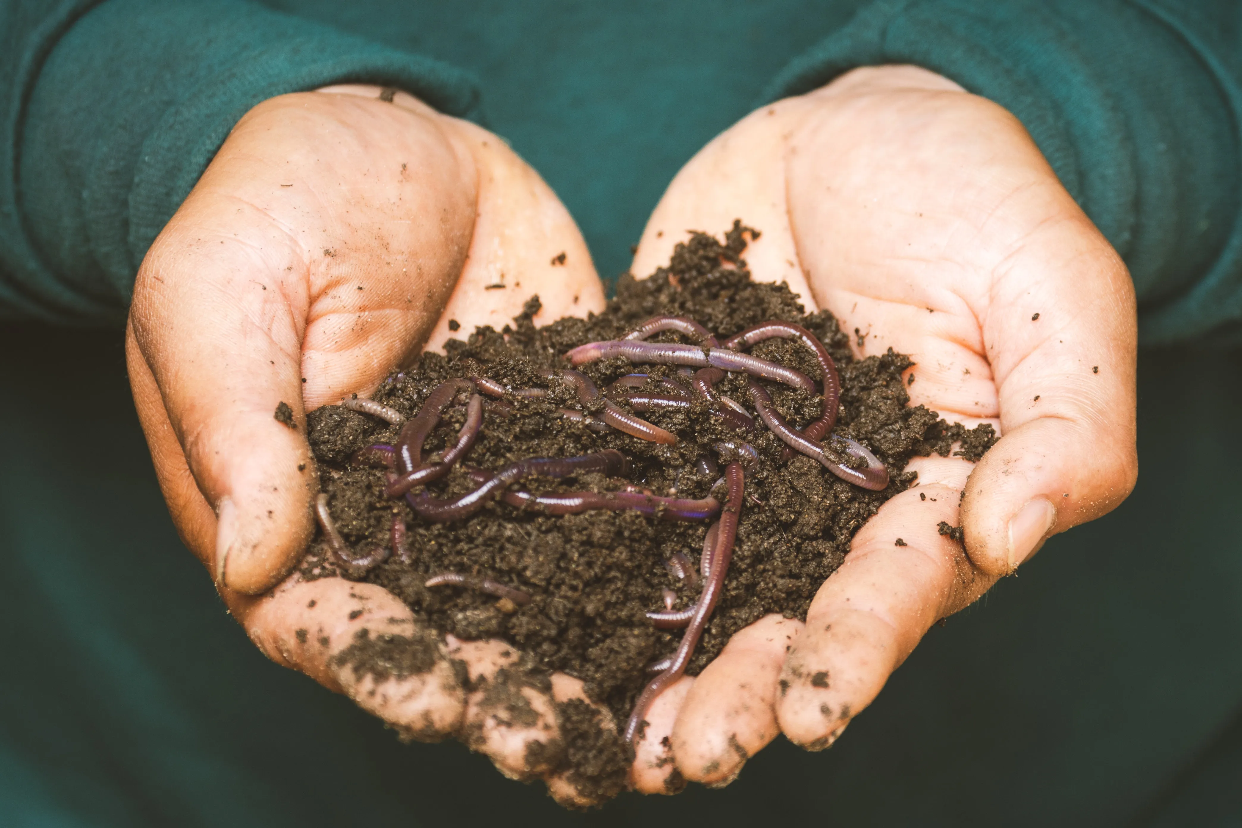 vermicompost benefits the soil, the plants, and the planet
