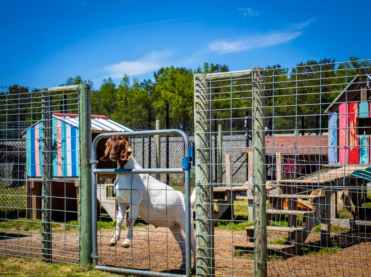 The options for goat fencing depend on your needs and budget.