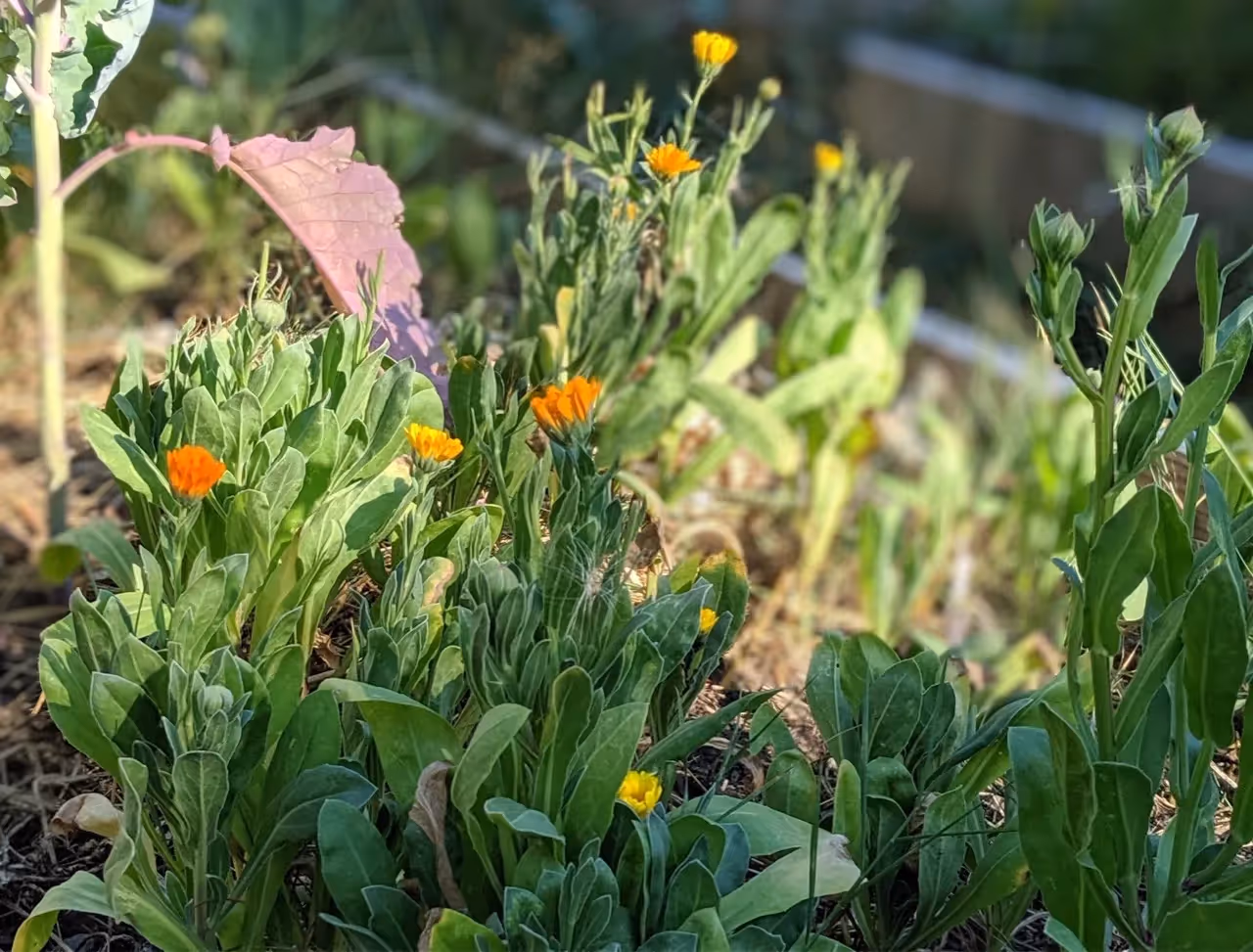 Calendula Resina Orange and Yellow Flowers Interplanted in My Raised Garden Bed