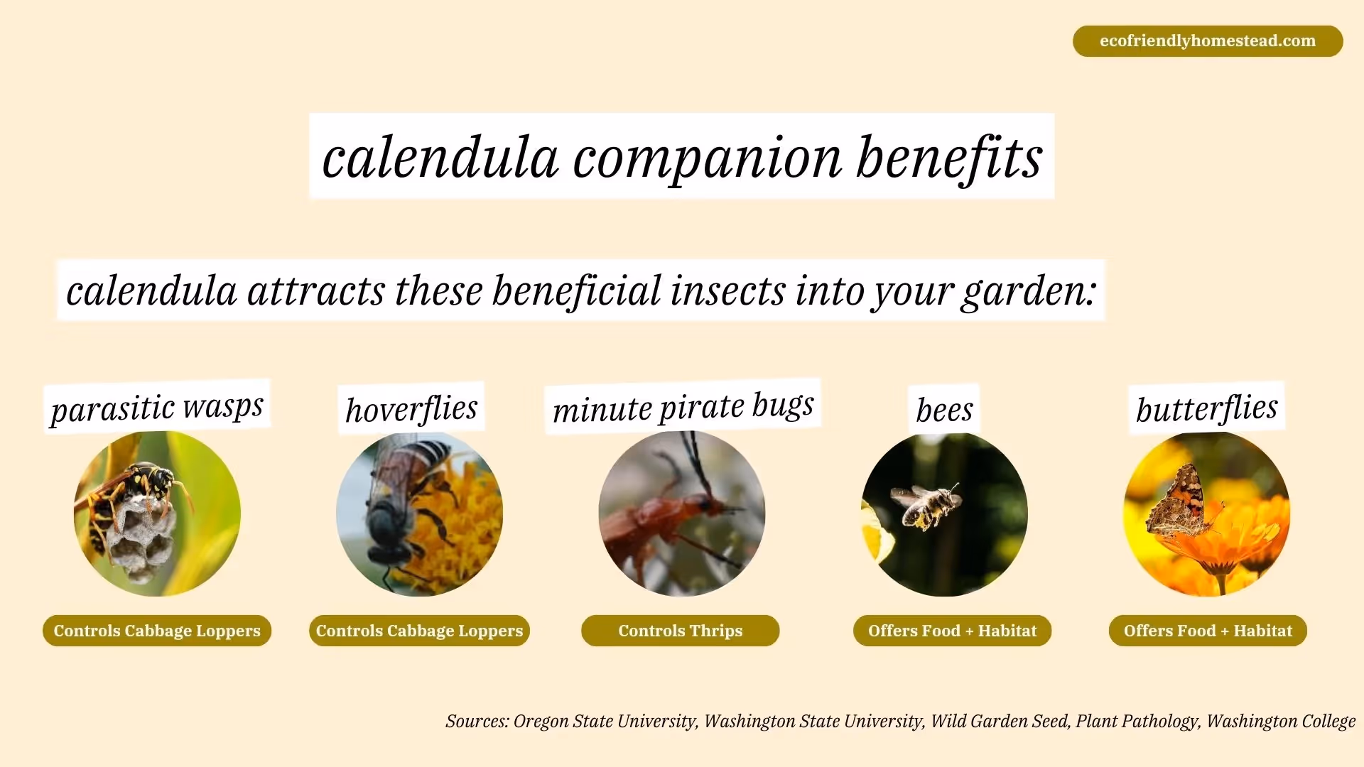 Companion Planting with Calendula for Organic Gardens
