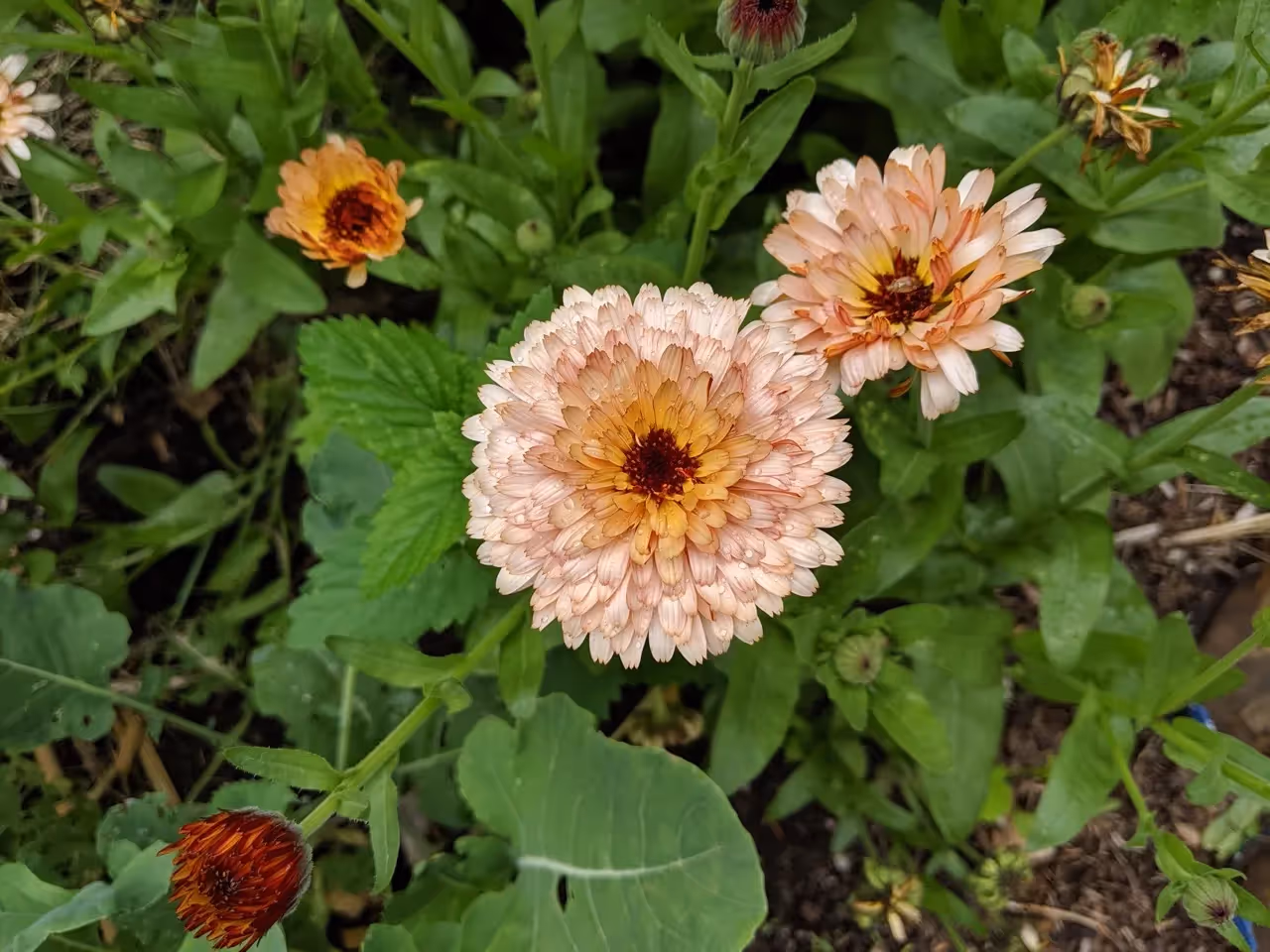 Calendula is the secret to a thriving organic garden. Learn how to utilize the many benefits of this regenerative plant in your own garden.