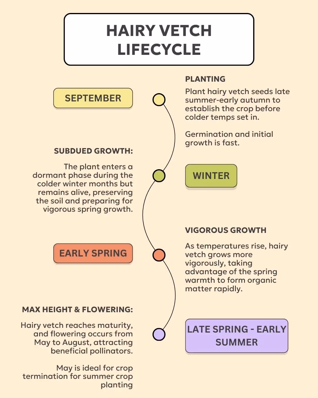 best practices for hairy vetch