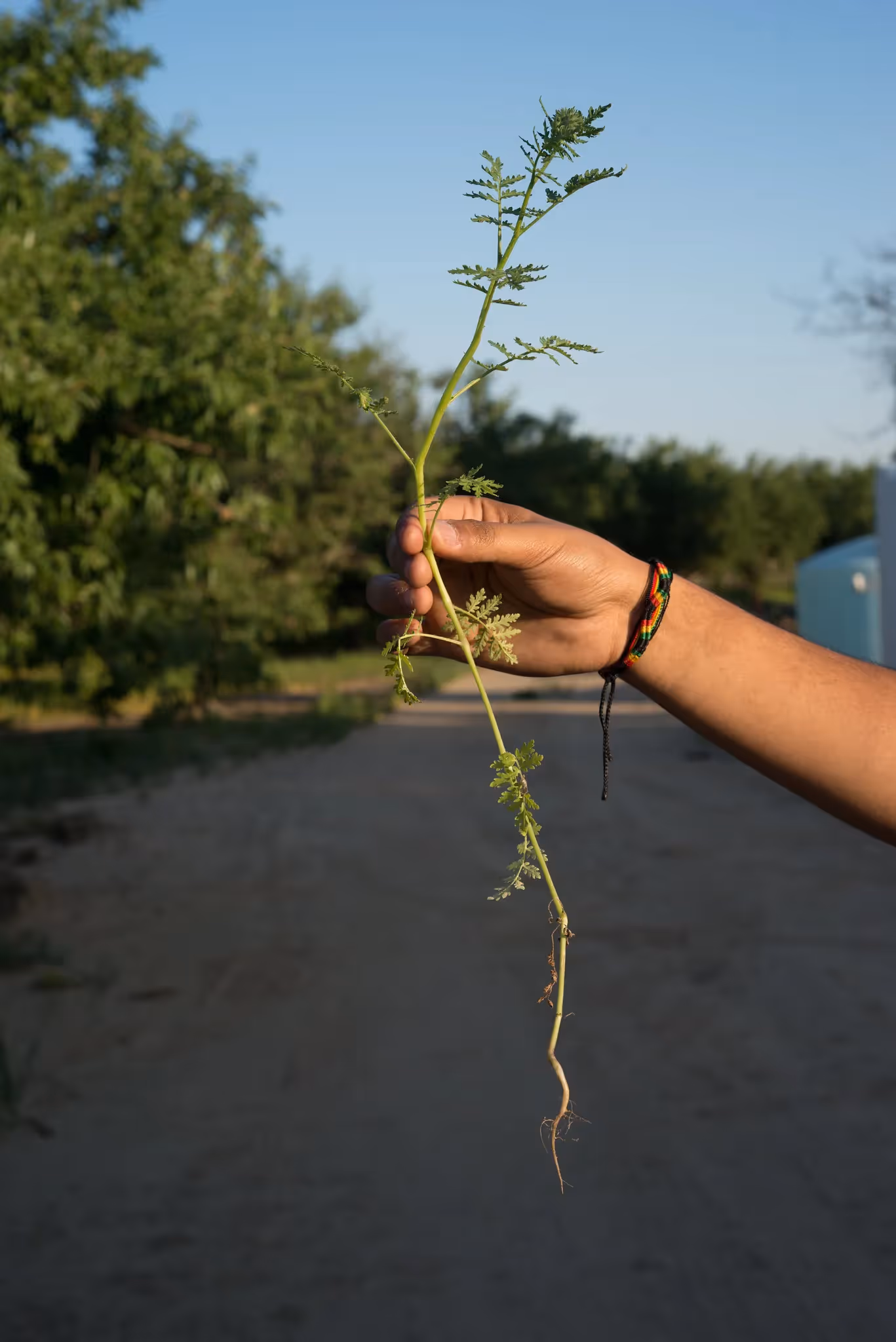 a hairy vetch plant before bloom