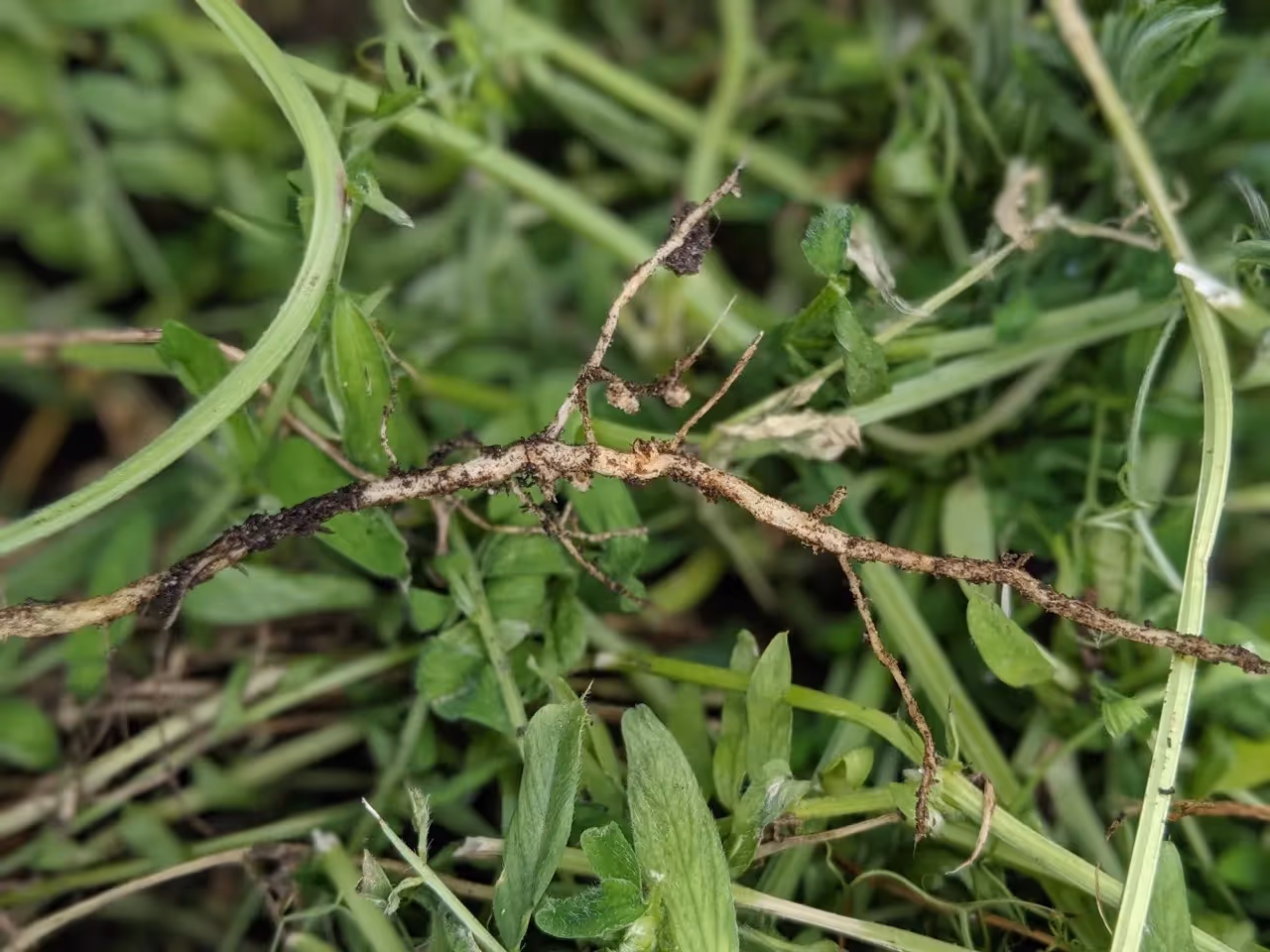 my hairy vetch cover crop