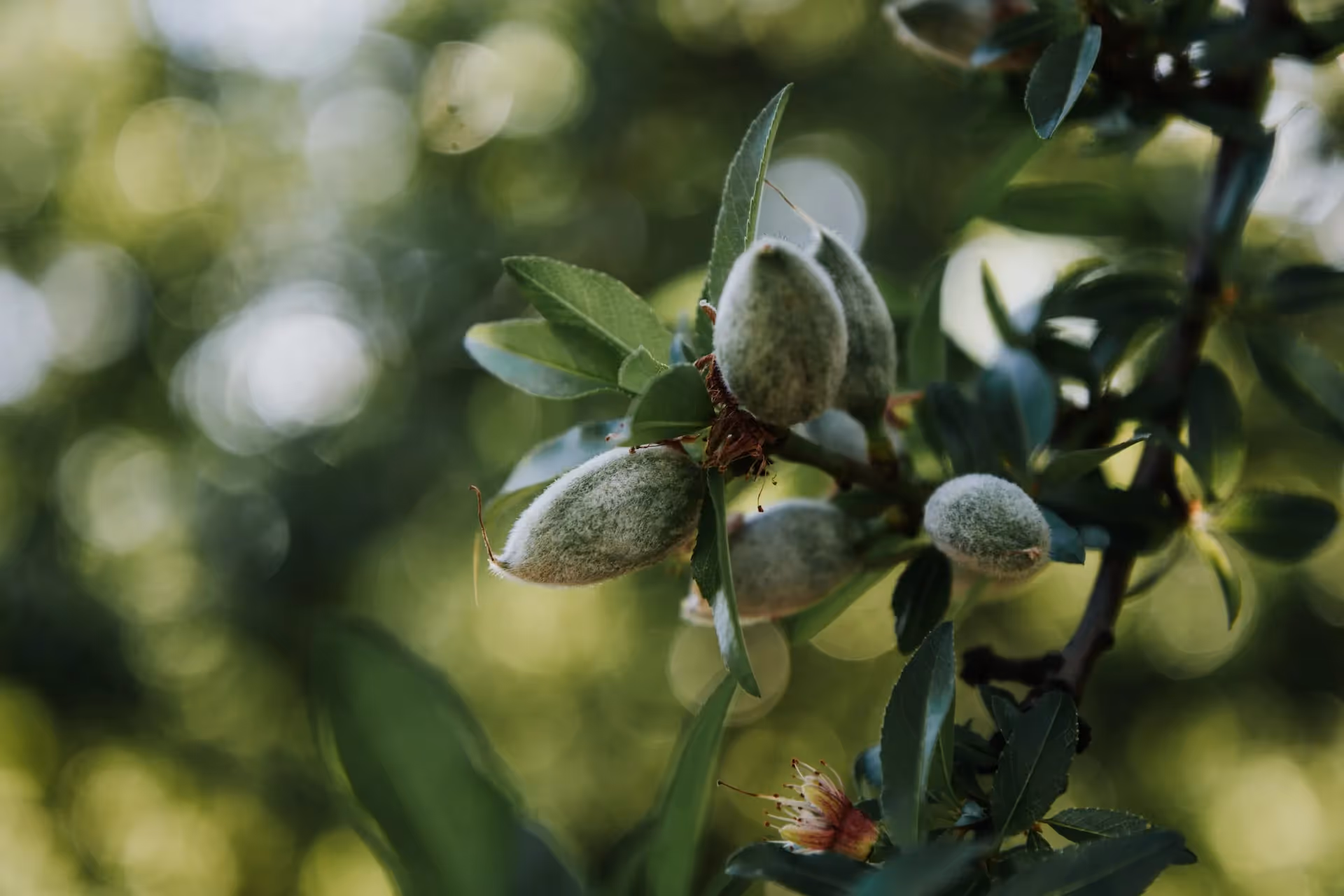 regenerative almond trees