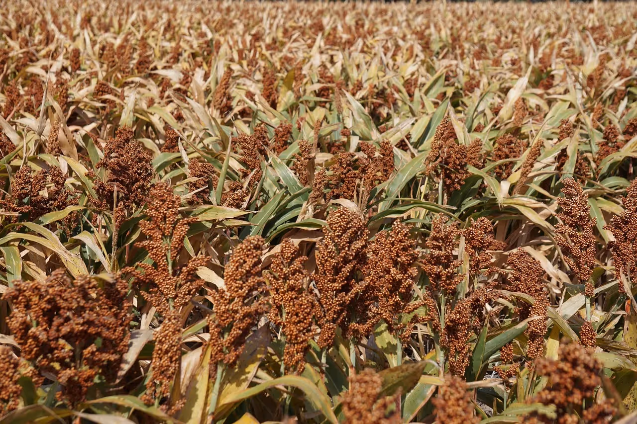working towards perennial sorghum