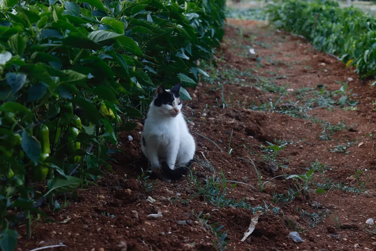 get rid of grass in the garden