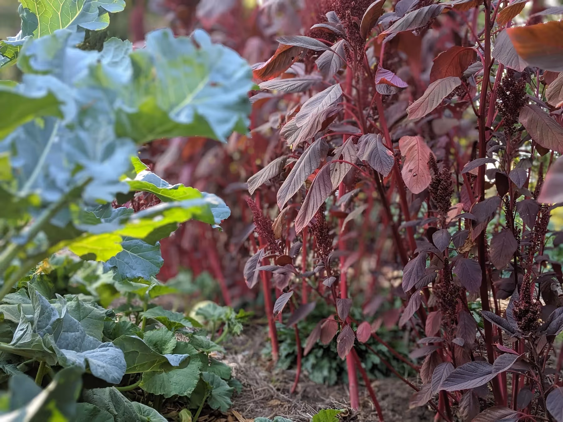 red amaranth growing tall in my garden