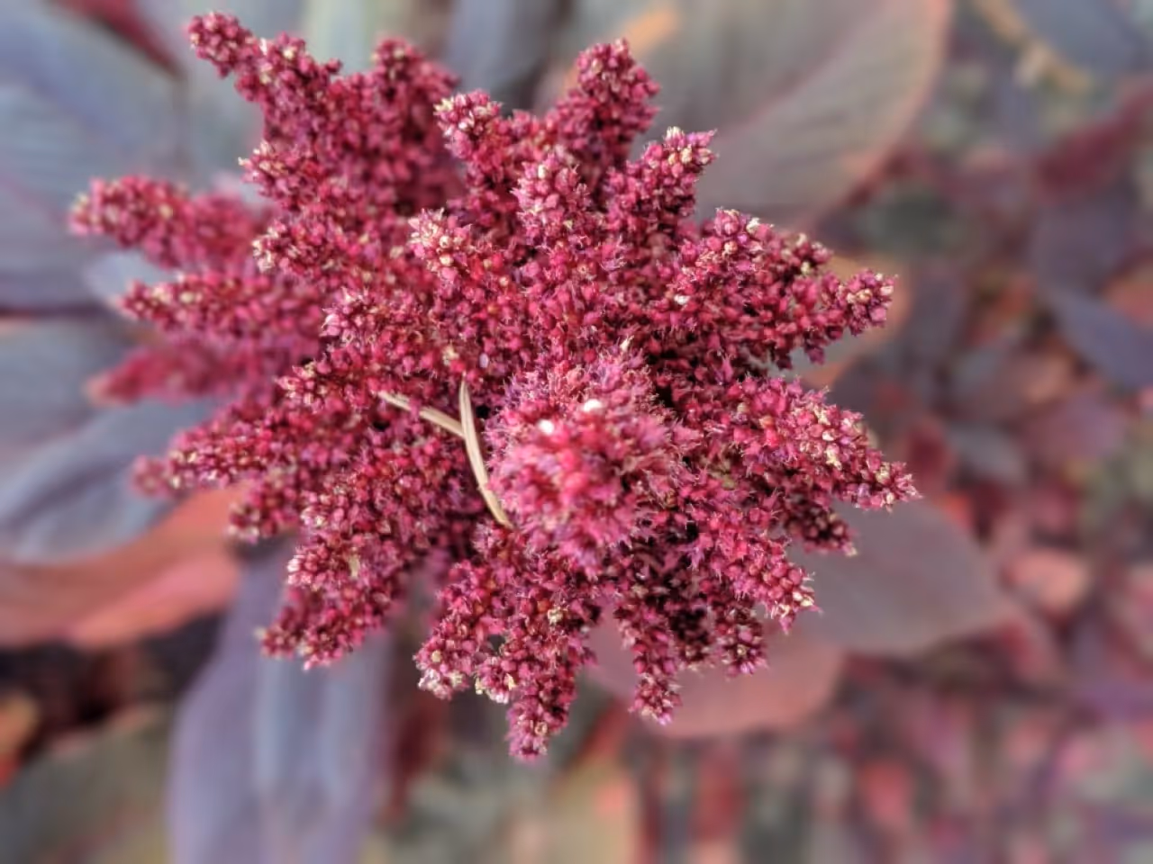 close-up of red amaranth that I grew in my garden