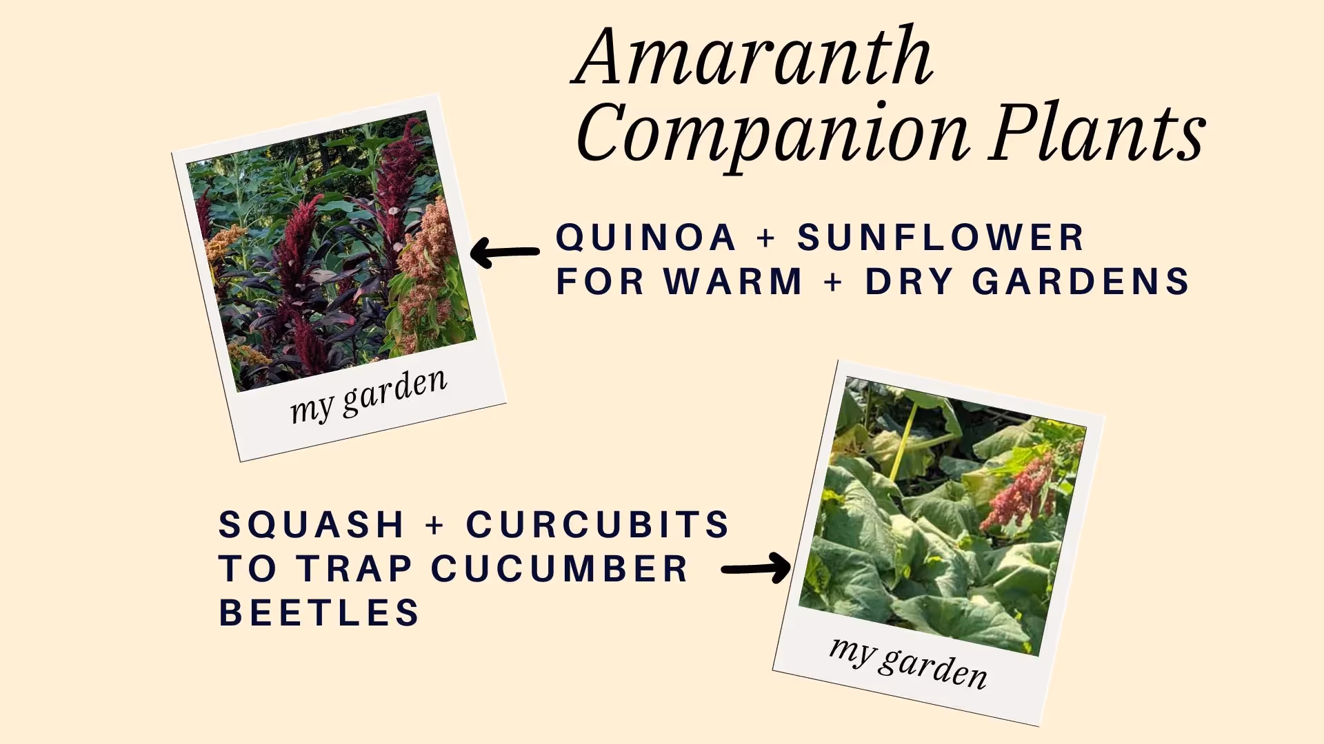 amaranth companion planting interplanting