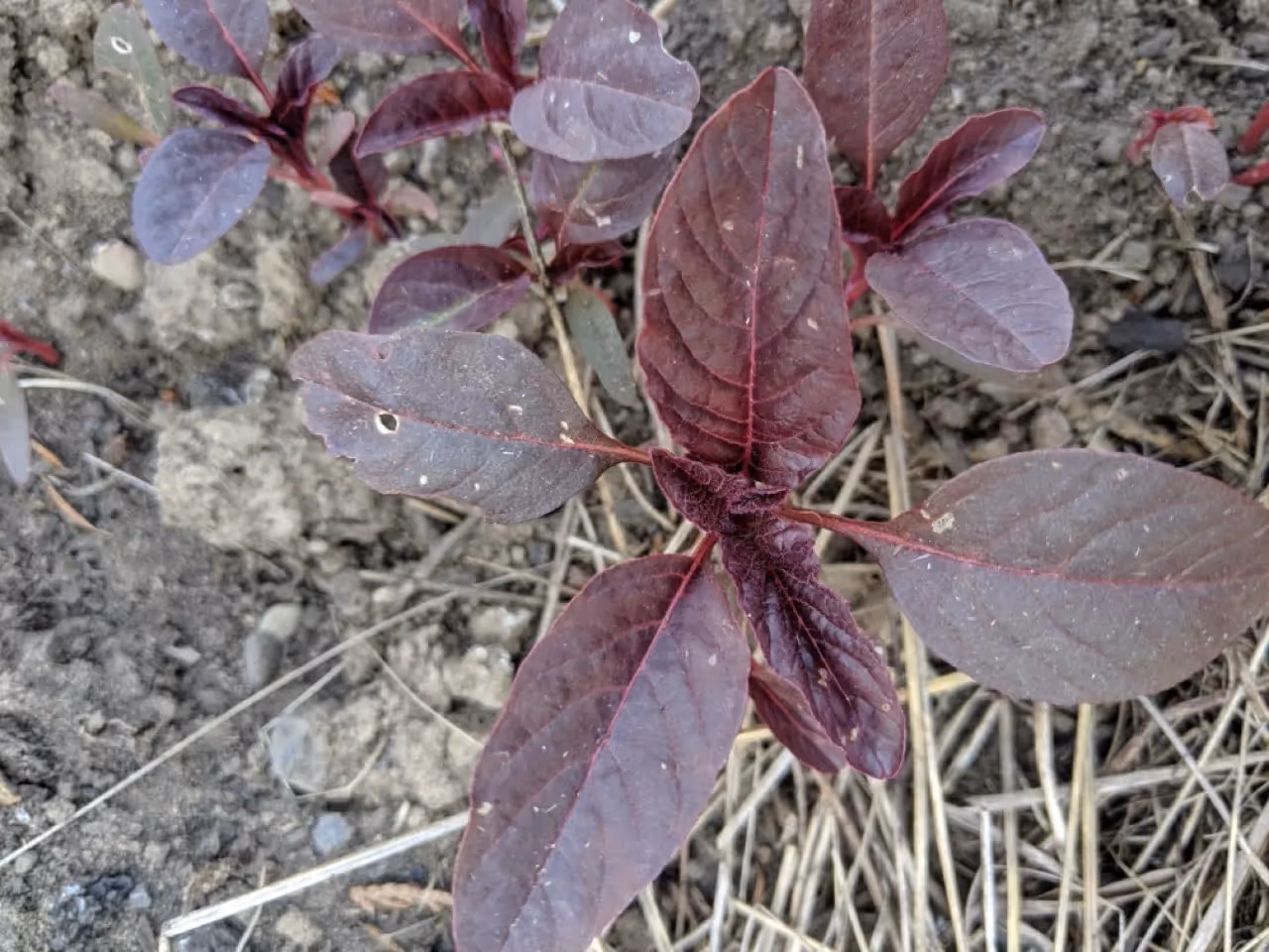 young amaranth plants in my garden