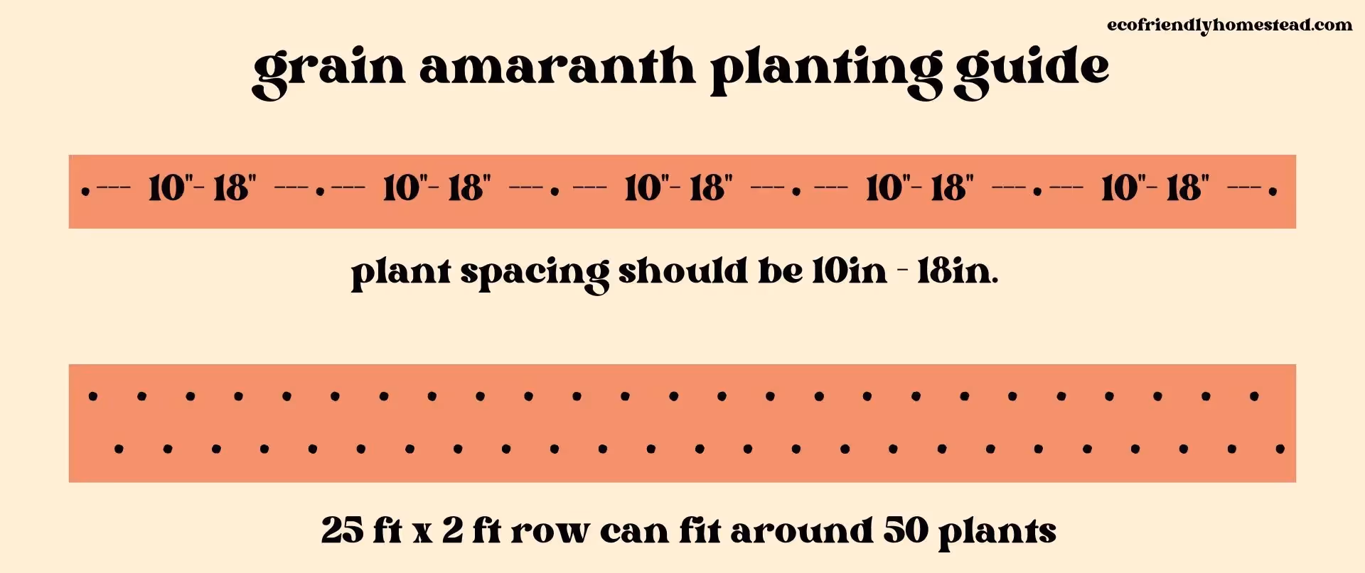 how to plant amaranth
