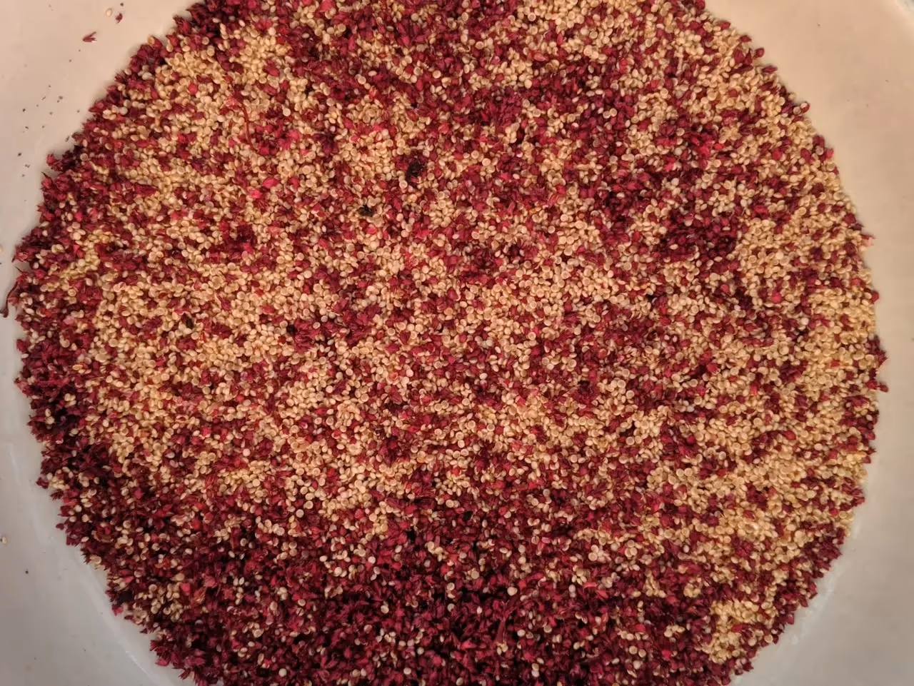 how to winnow amaranth grain