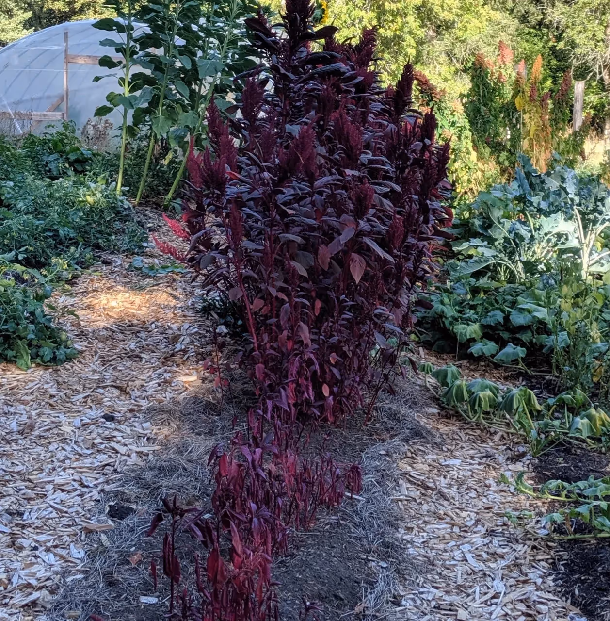 example of growing amaranth in my garden