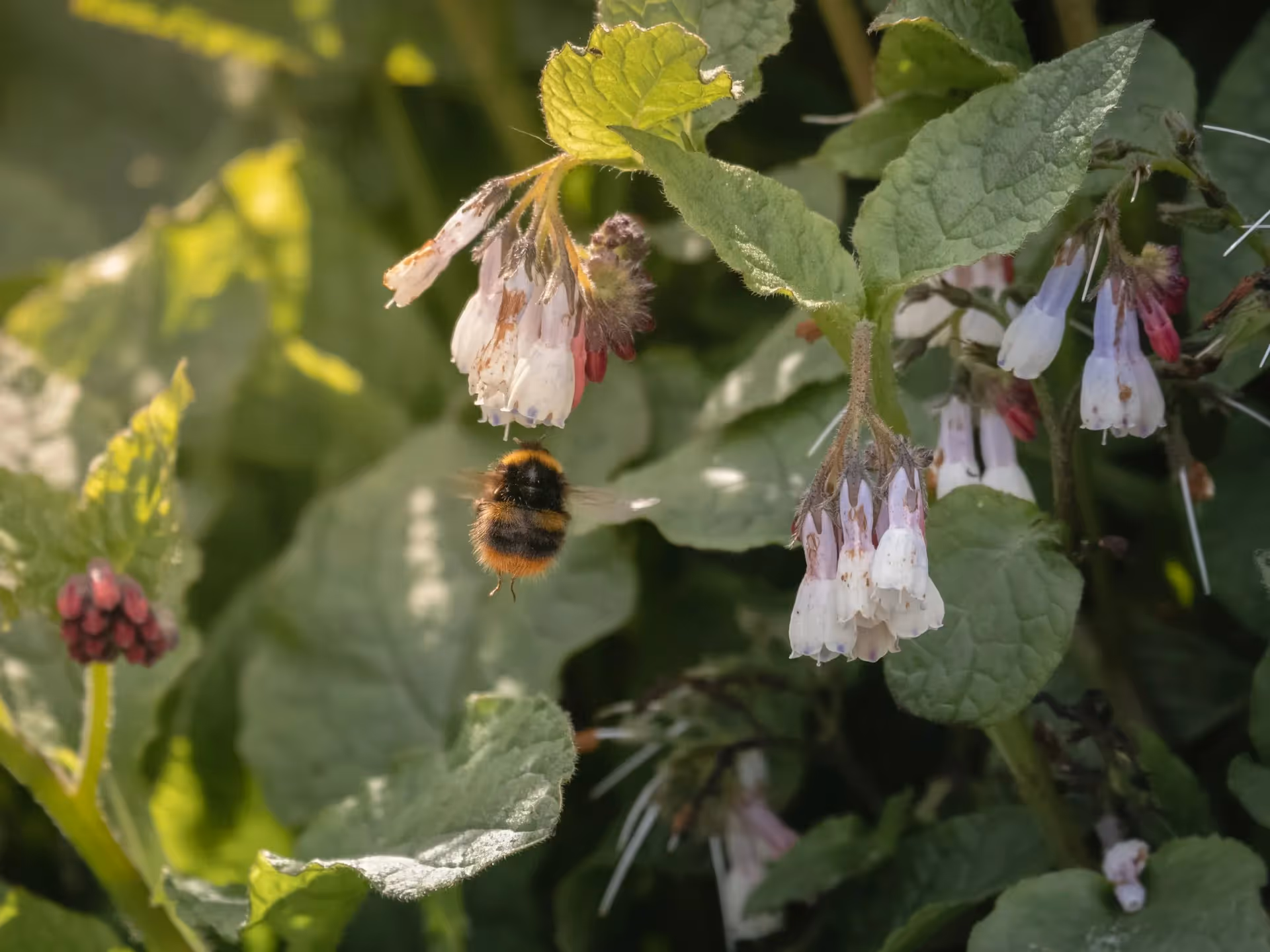 comfrey for organic material