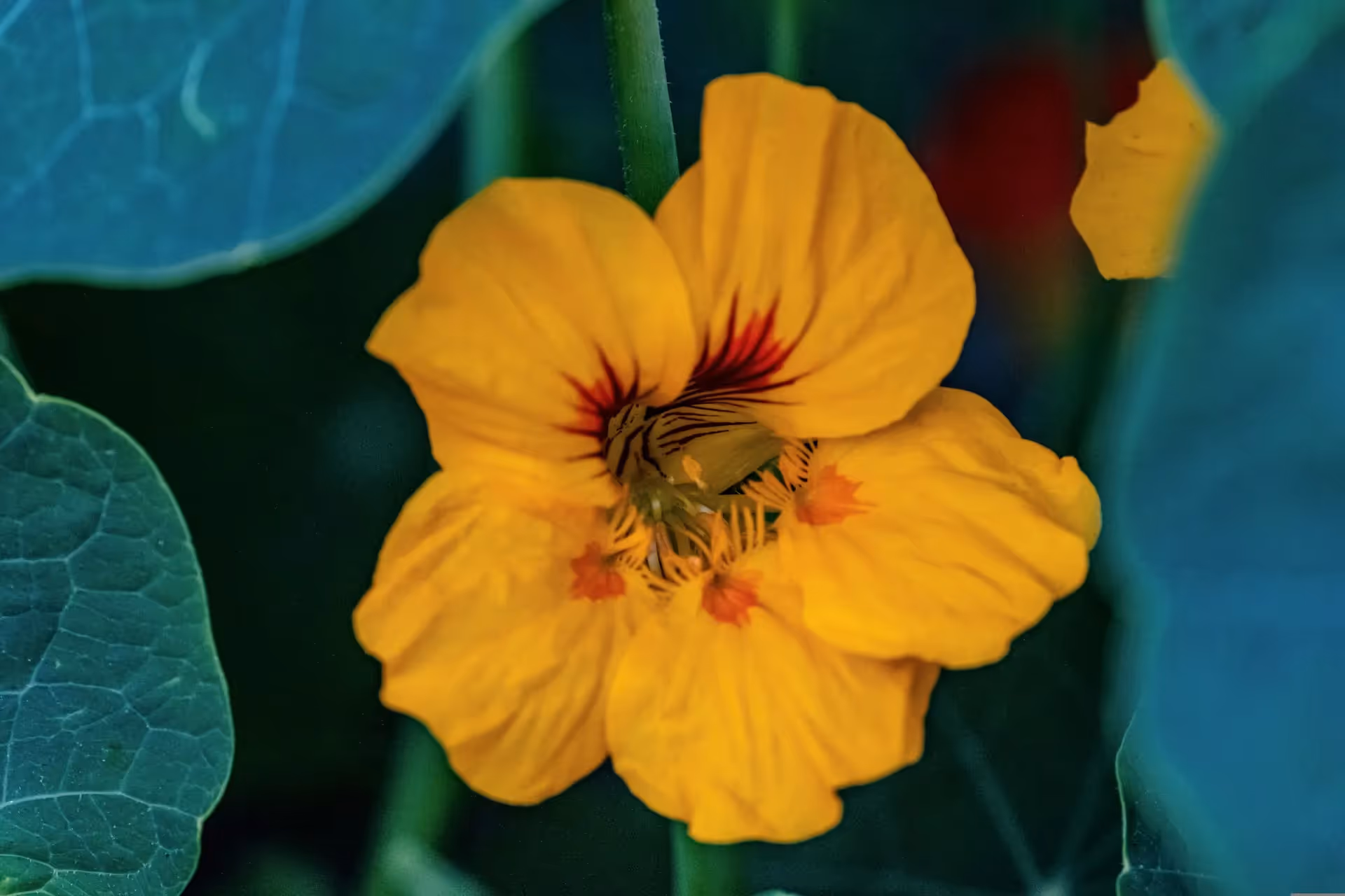 organic pest solution trap crop