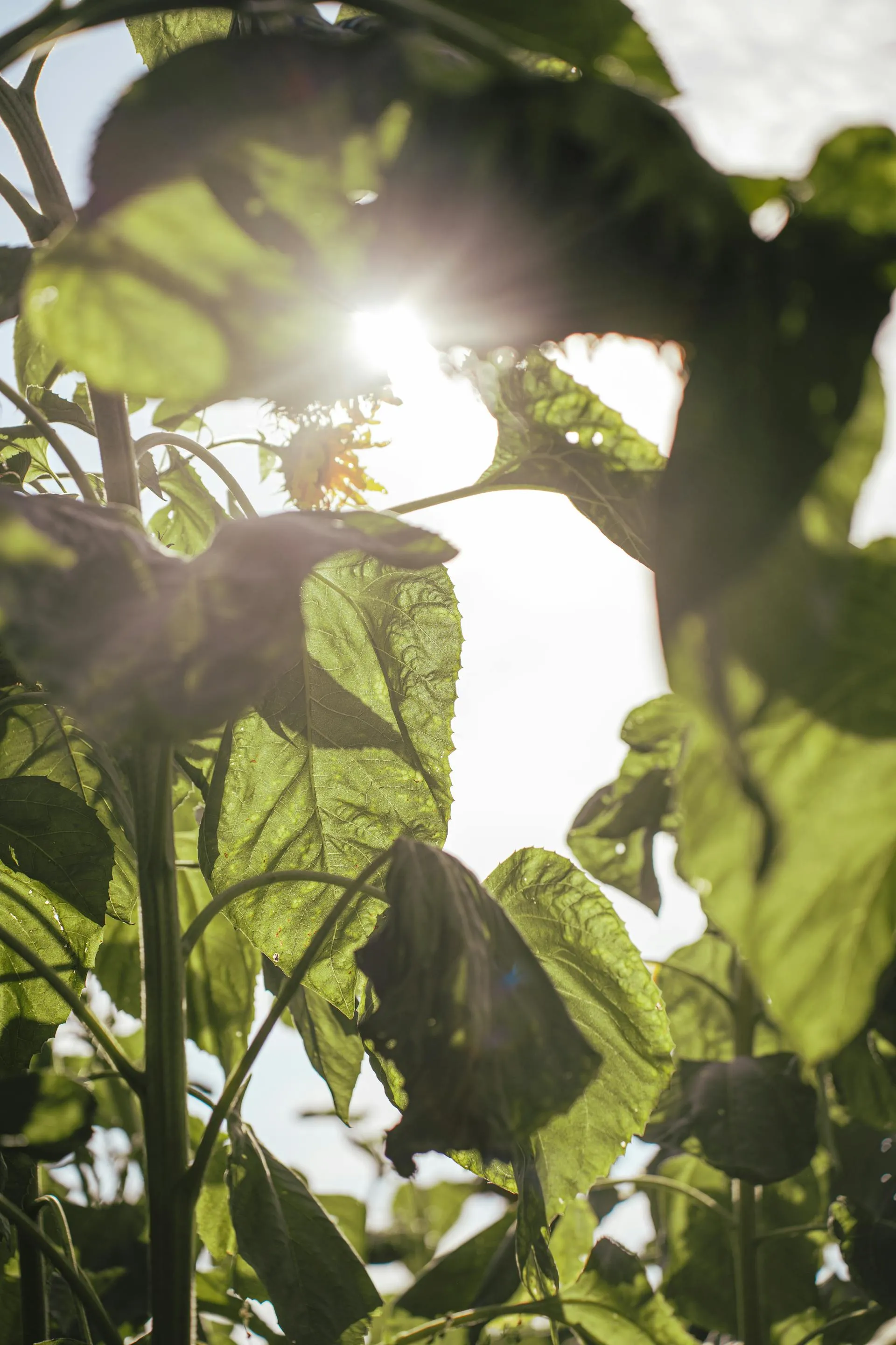 How Plants Use Photosynthesis to Capture Carbon in the Soil