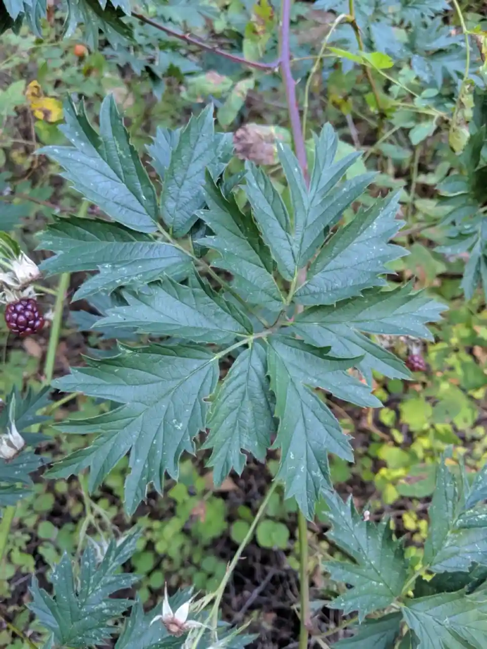 PNW Blackberries Native vs Invasive