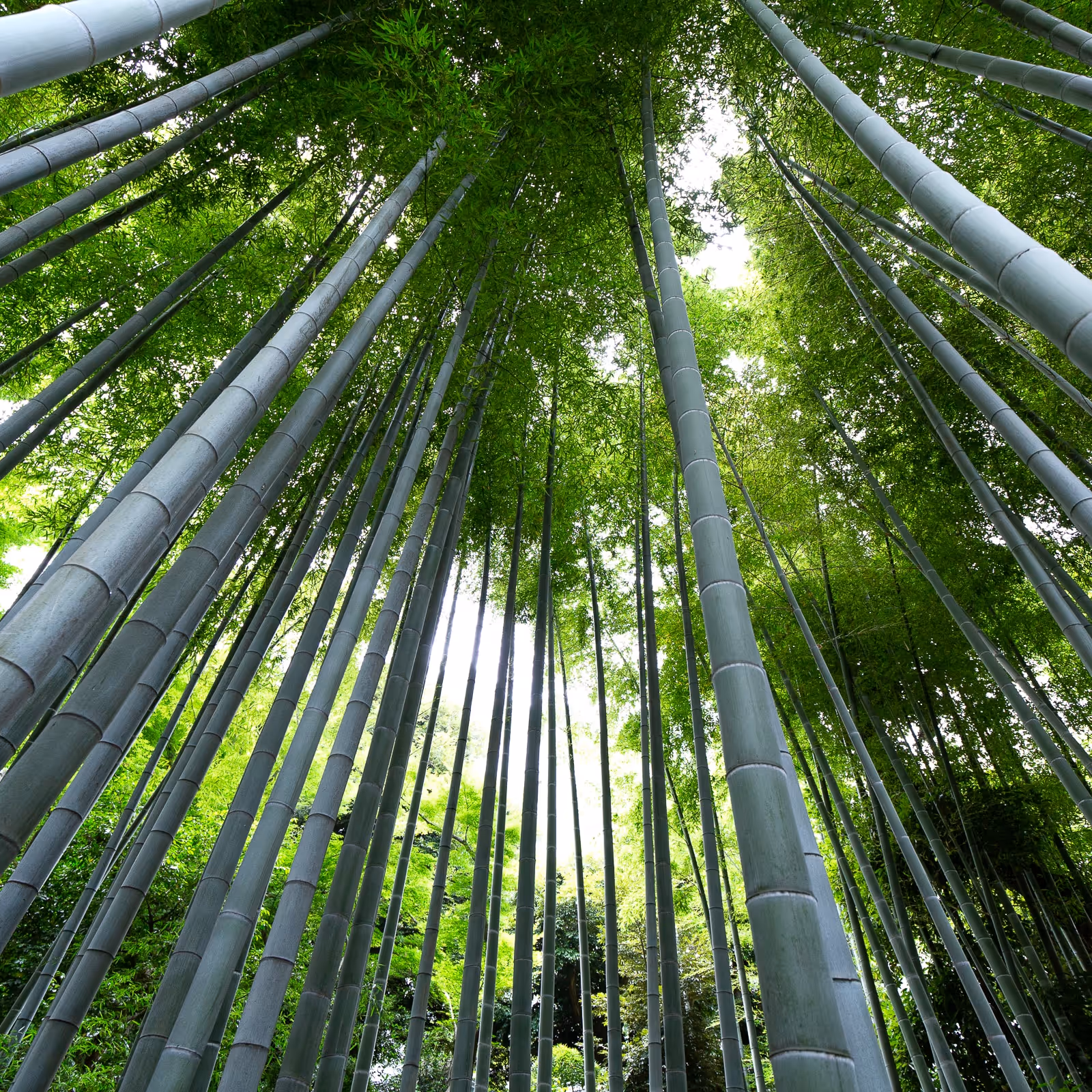 光が差し込む竹林の上を見上げた視点。