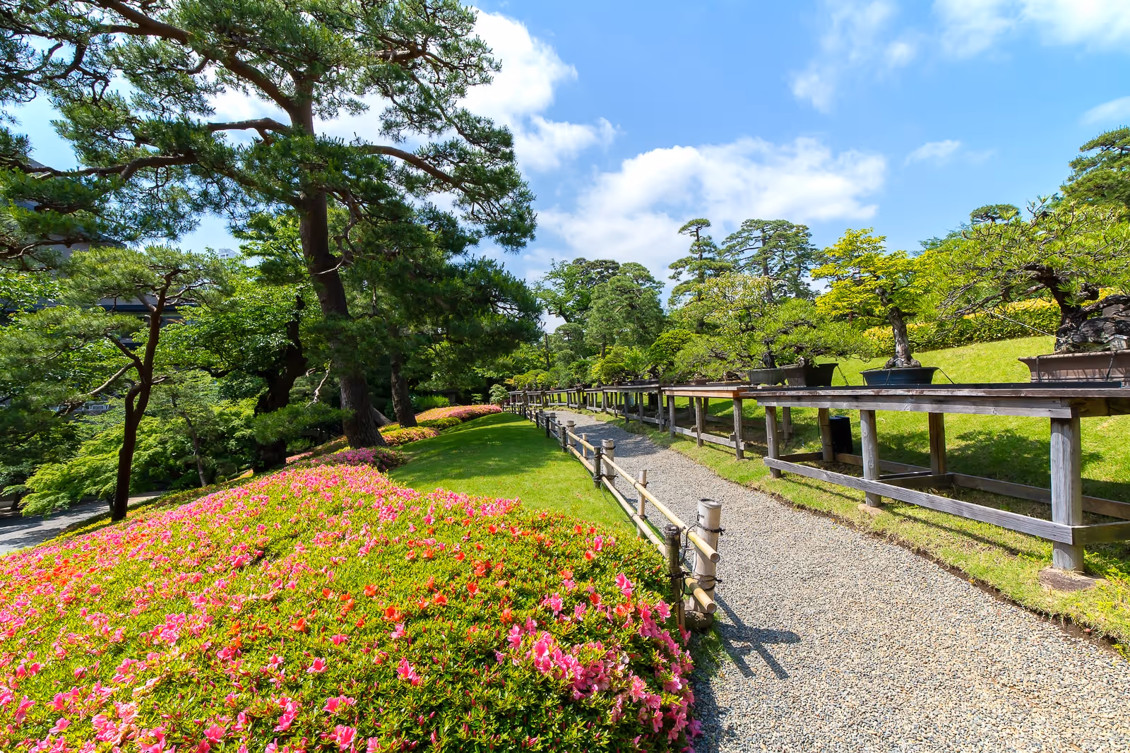 緑の松の木と花が咲く苔庭の道の横に並んだ盆栽が置かれたテーブル。
