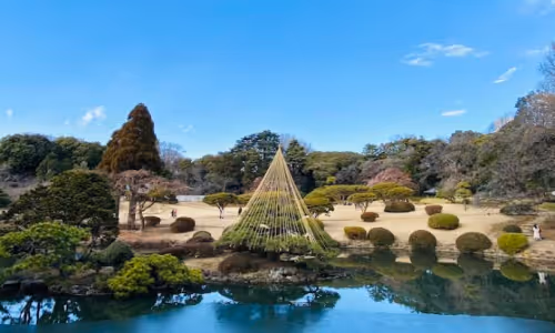 冬の庭園にある池のほとりで、雪から松を守るために縄で覆われた松の木が立っている。