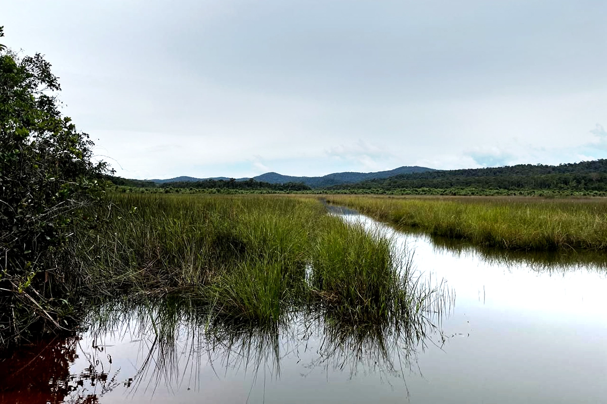 Swampy mining water body with vegetation in Southeast Sulawesi, Indonesia.