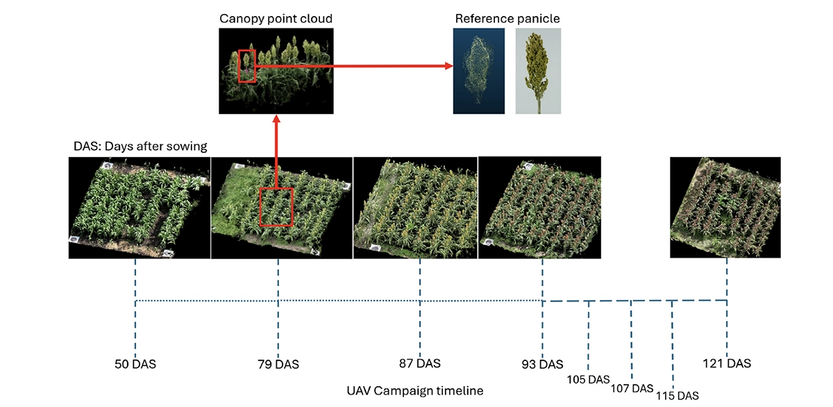 Sorghum canopy 3D point clouds captured by UAV from 50 to 121 days after sowing, with a single panicle isolated against a lab reference reconstruction