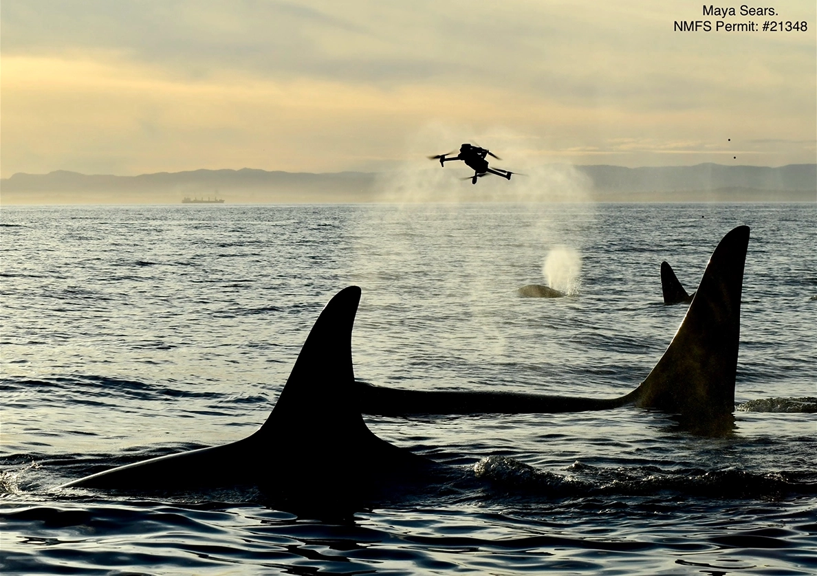 Research drone above killer whales and an exhaled breath plume