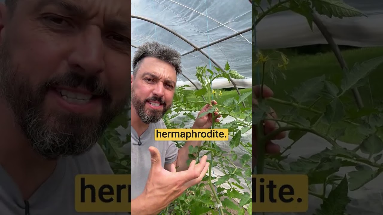 Les quatre stades de formation de la tomate 🌼🍅