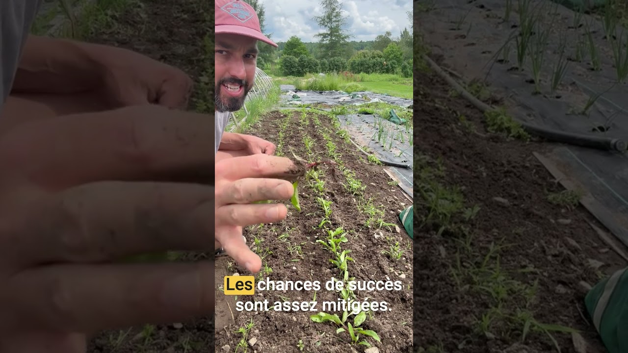 🌱 Éclaircir les betteraves : une étape délicate!