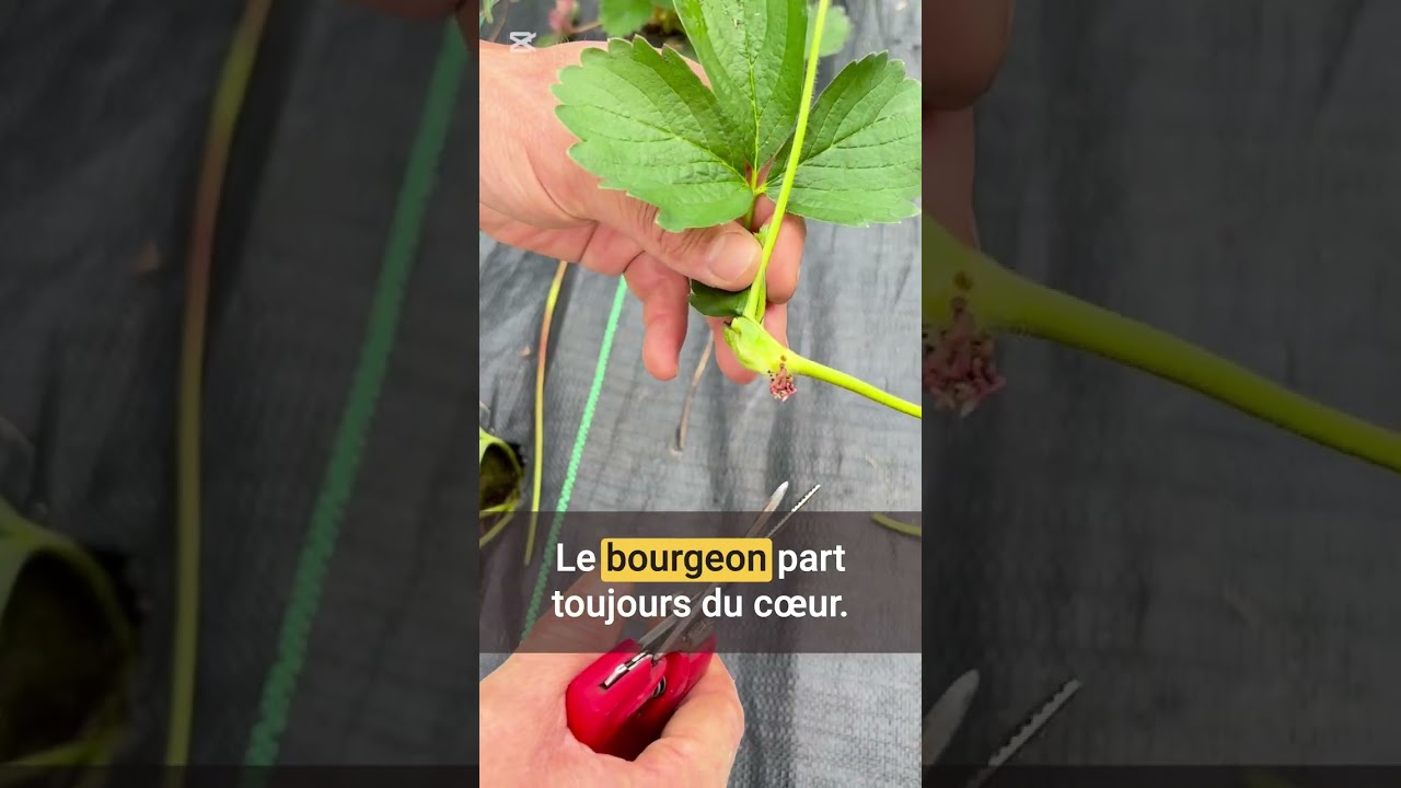 Tailler les stolons de fraises pour plus de fruits 🍓