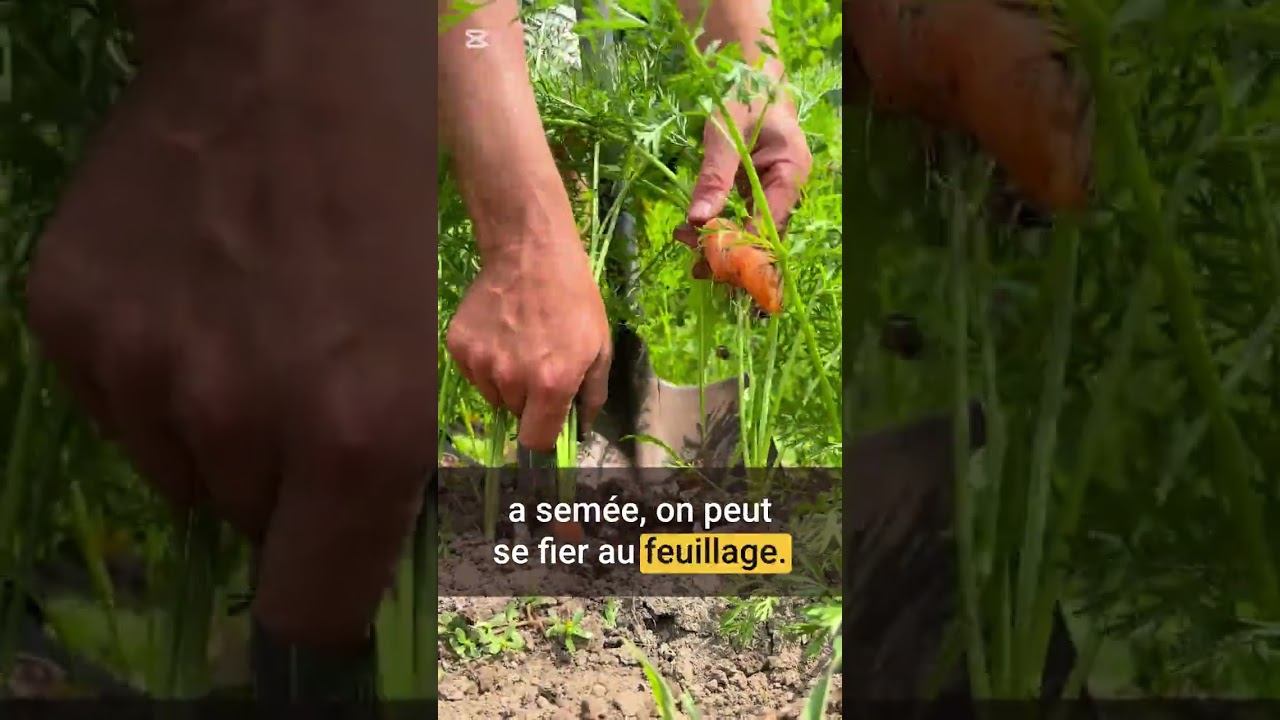 Quand récolter tes carottes : les 4 indices qui ne mentent pas