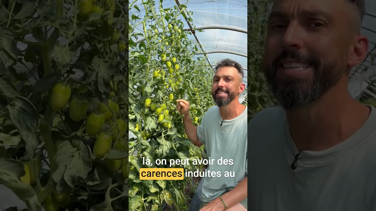 Cul noir des tomates : pourquoi ça arrive et comment l'éviter 🍅