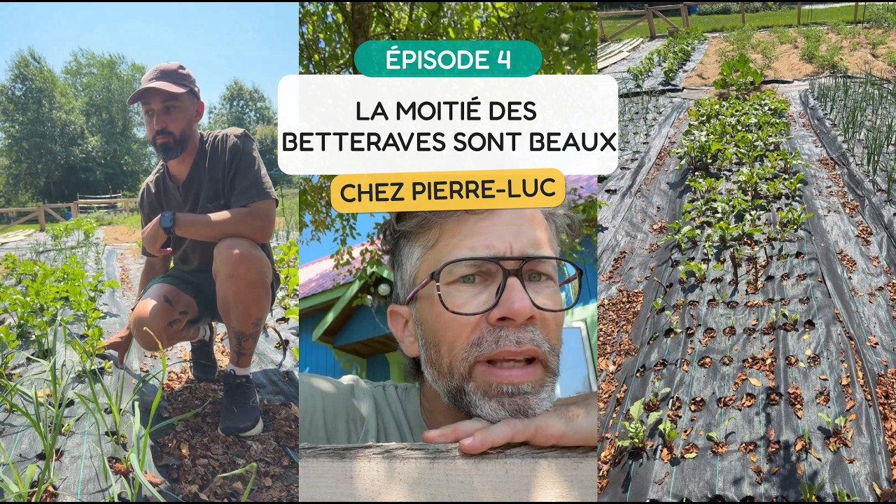 La moitié des betteraves sont beaux