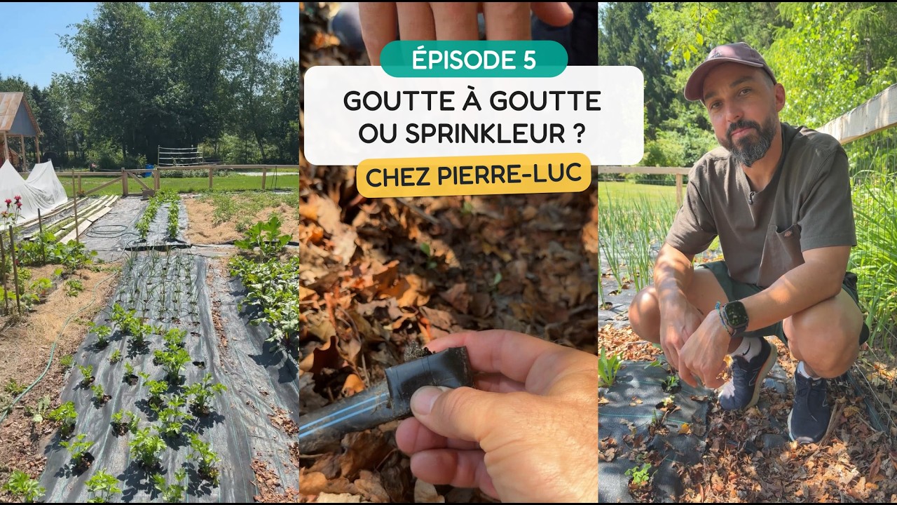 Goutte à goutte ou sprinkler?