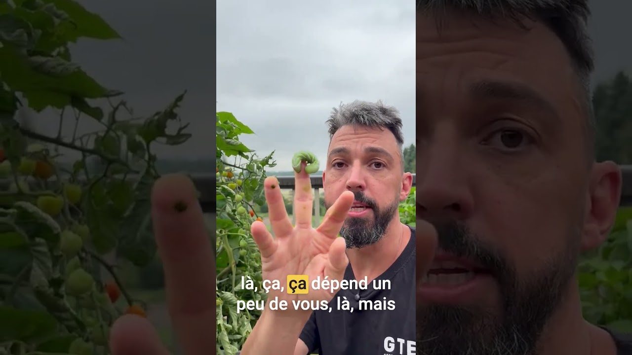 Sphinx de la tomate : comment éviter de perdre ses récoltes