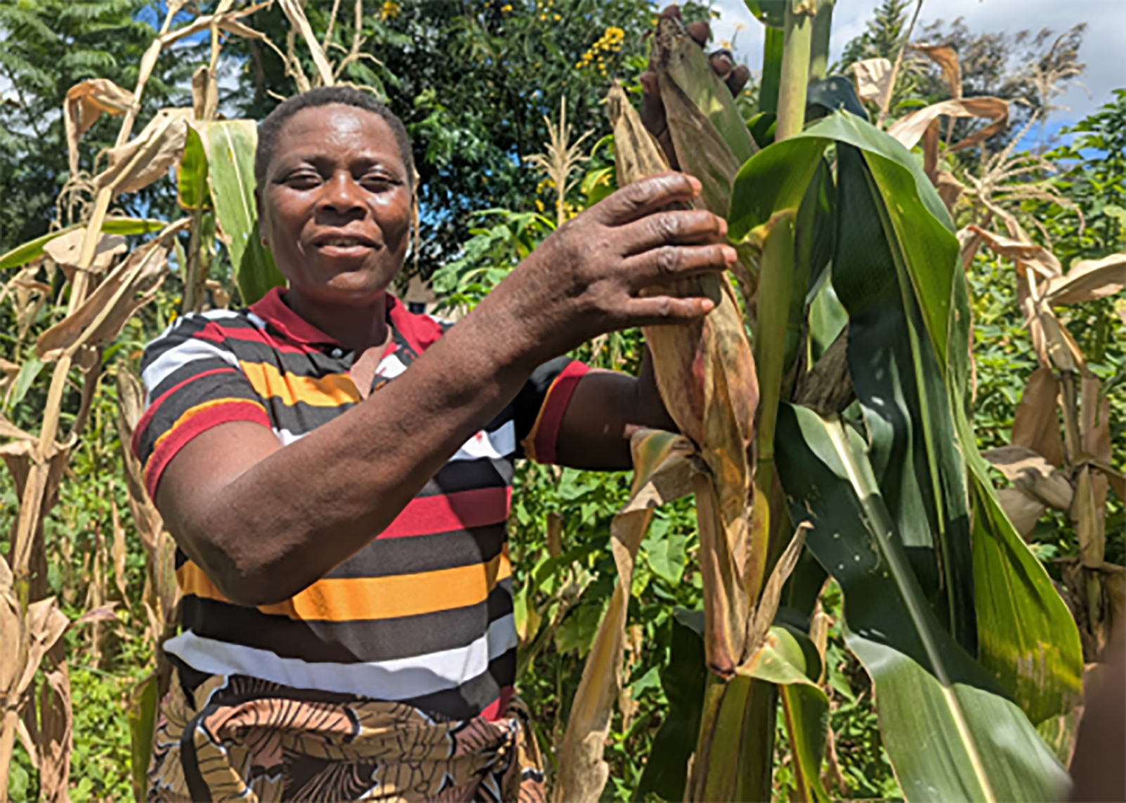 Biopesticides boost maize yields for nzihi village farmer