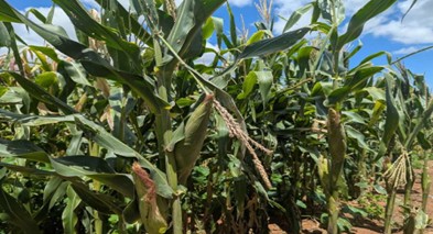 From Chemicals to Abundance: Mussa Shidamalumba’s Journey