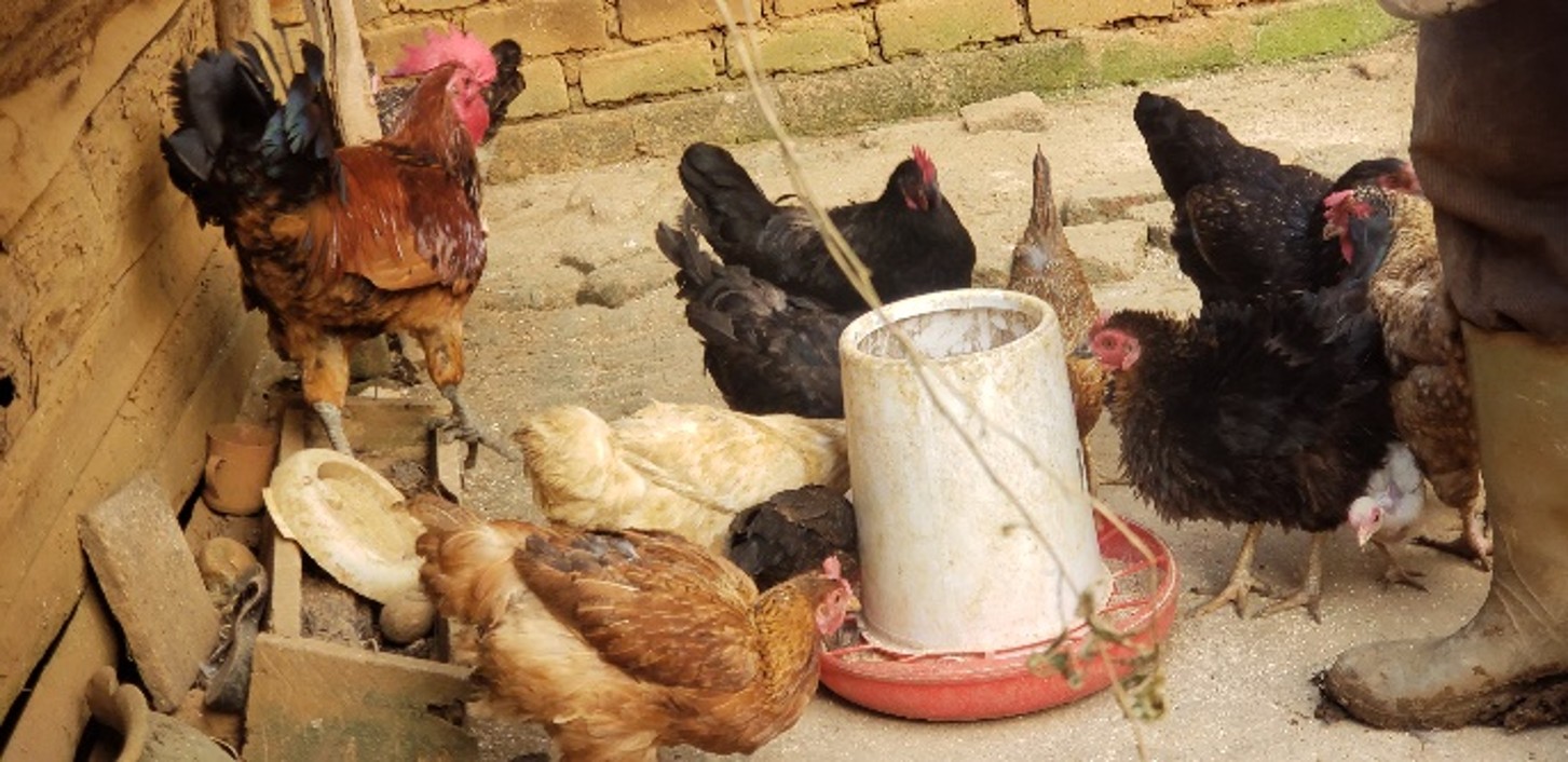 Transforming Livelihoods Through Sustainable Agriculture
