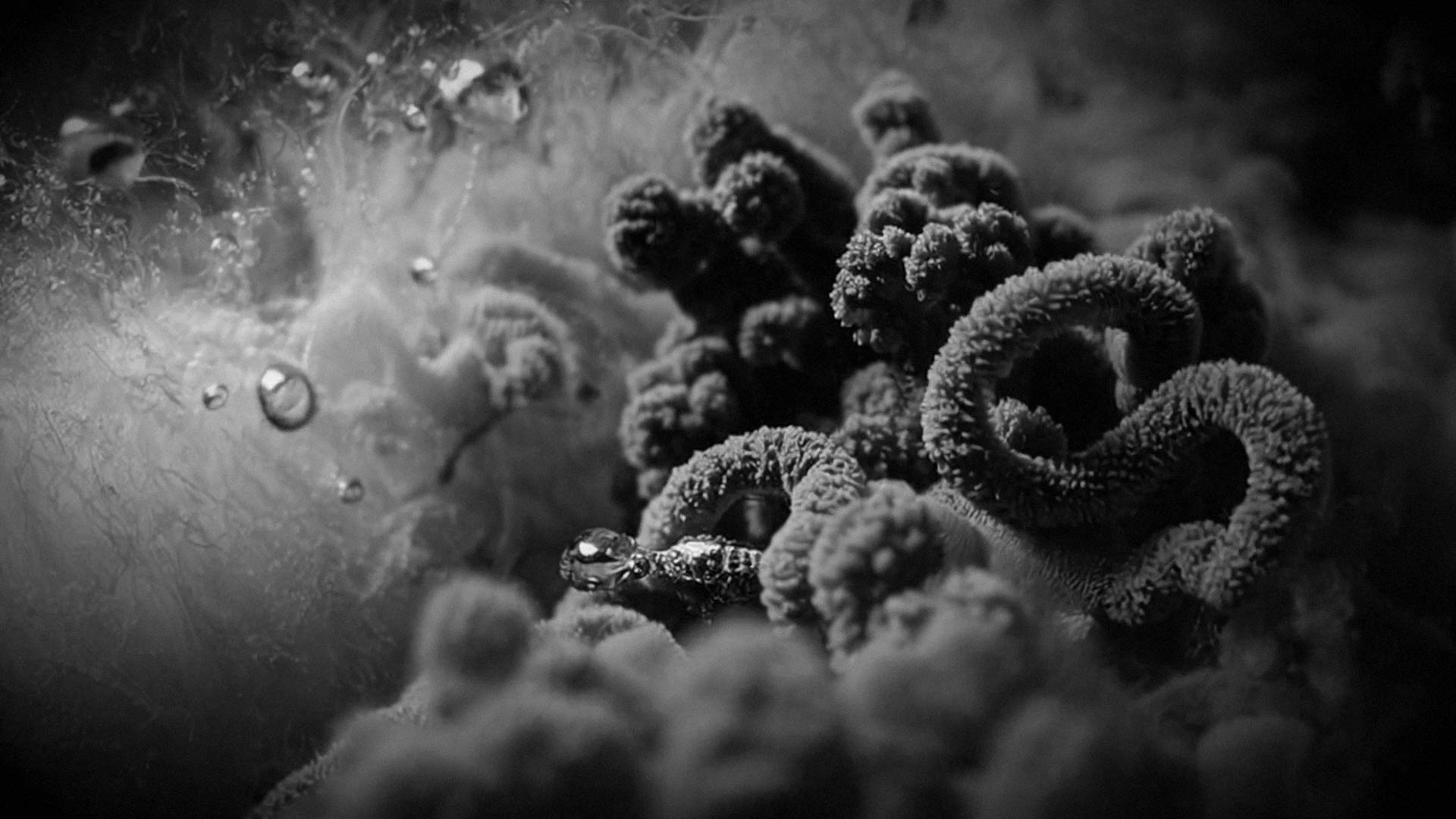 "Cryptic Lineages". 2025. Laura Splan. Still from single-channel video with sound.