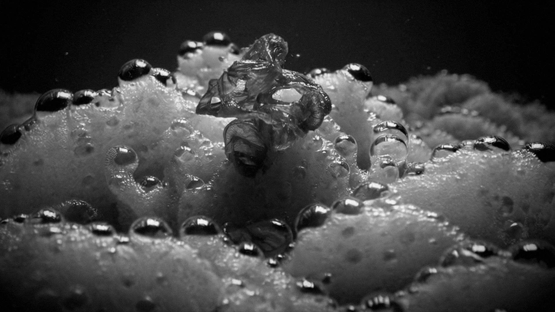 "Cryptic Lineages". 2025. Laura Splan. Still from single-channel video with sound.