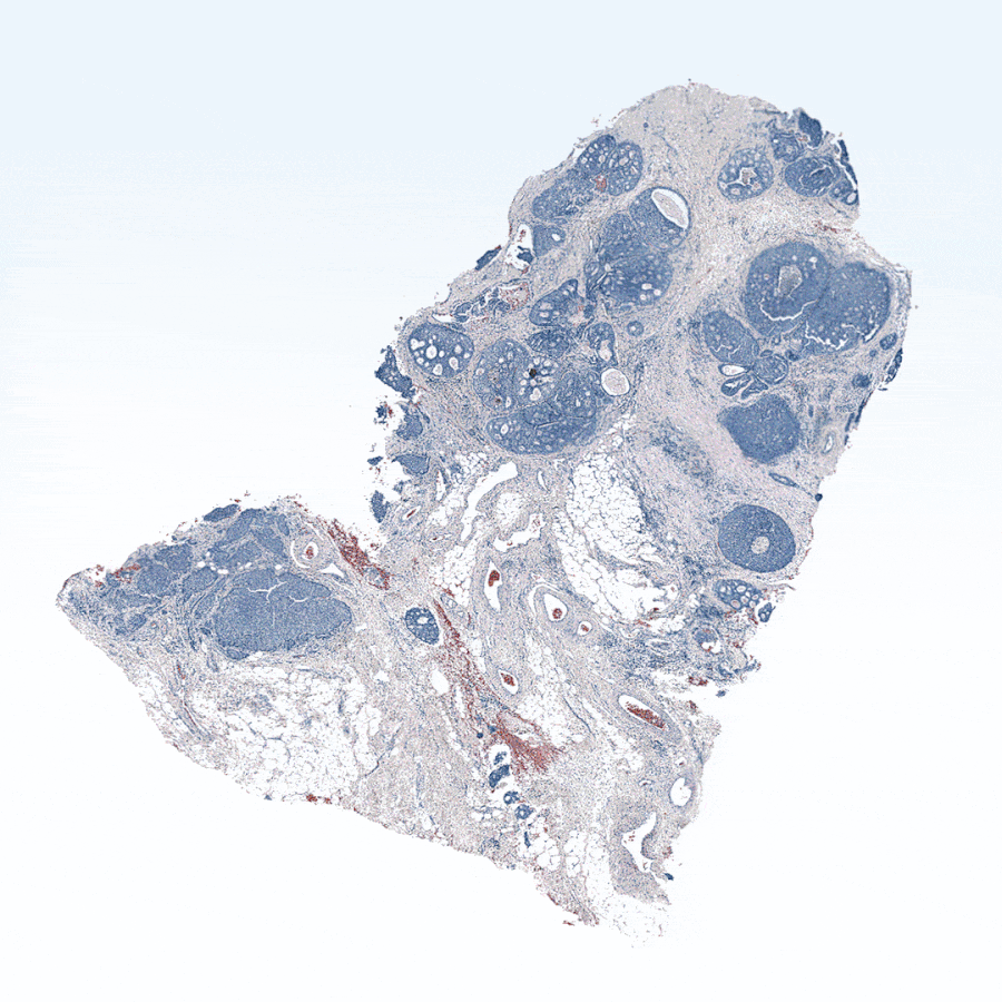 MOSAIC Data Visualisation