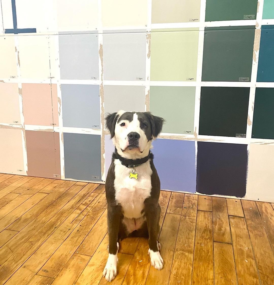 Hound Paint interior design Nik Milanovic