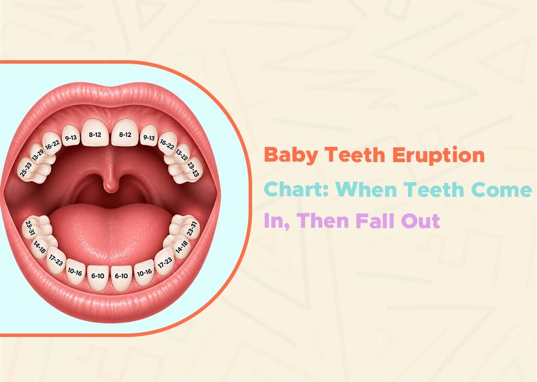 Baby Teeth Eruption