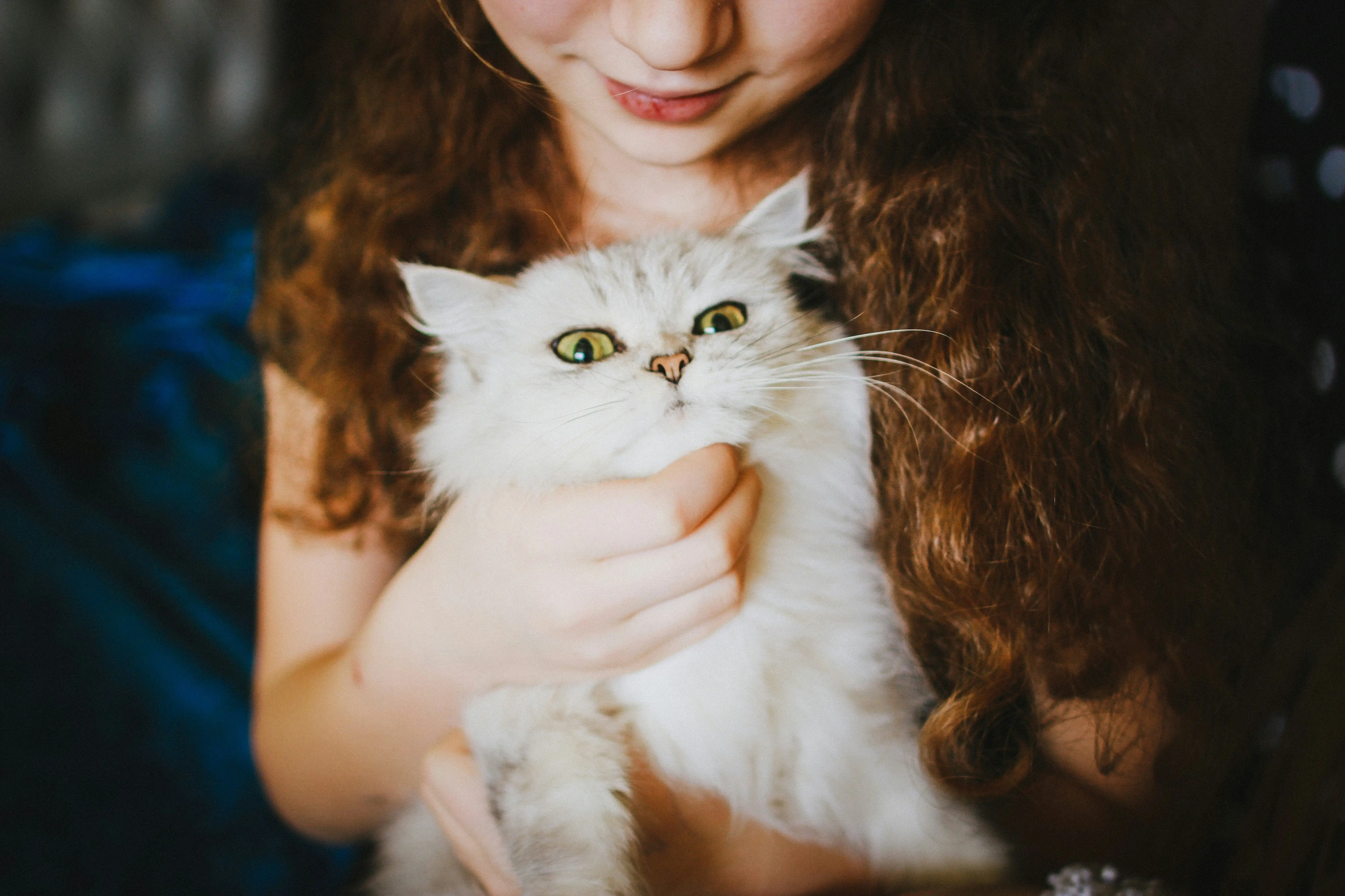 Pet sitting a cute cat