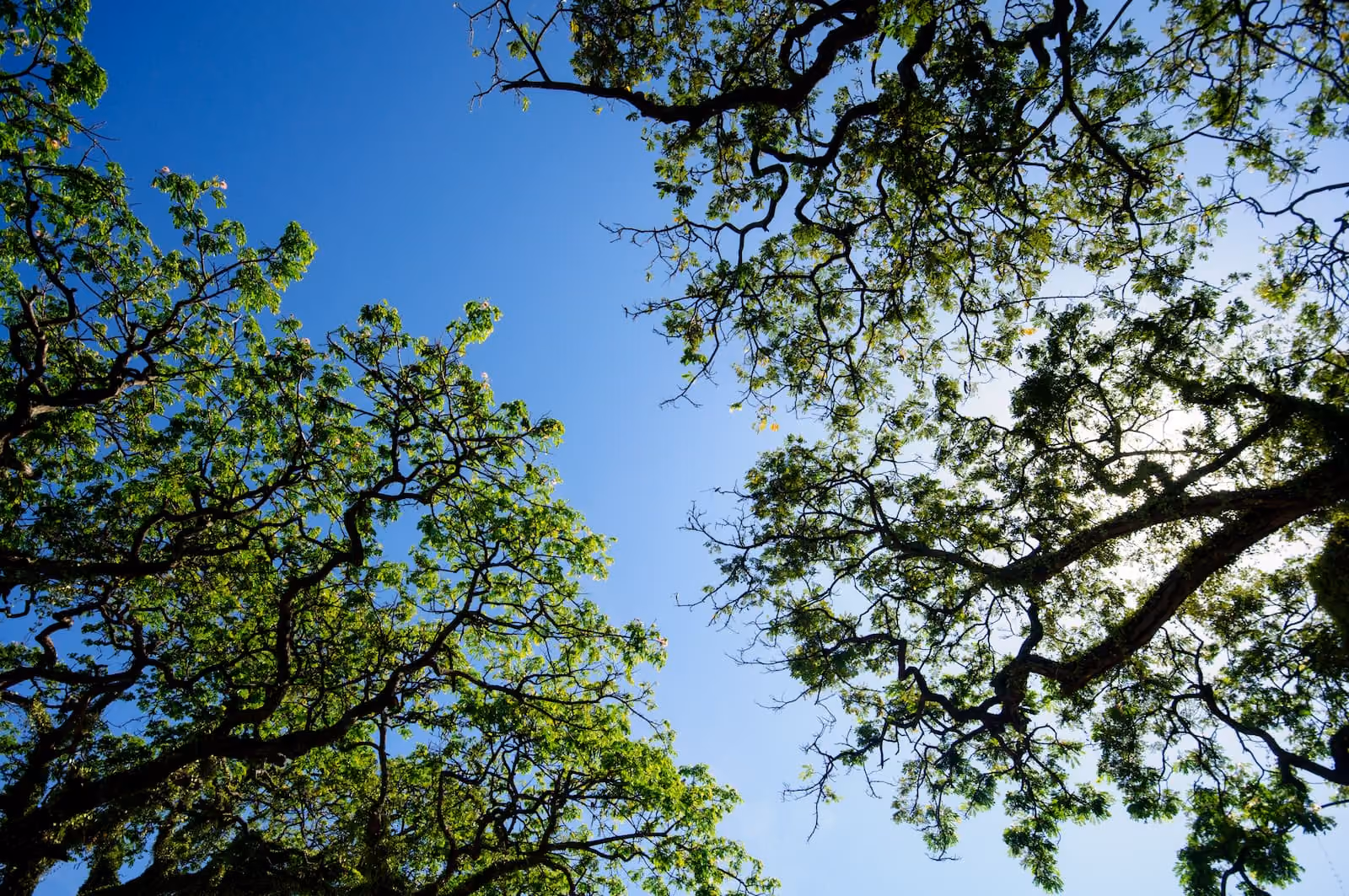A blue sky is seen through the branches of a tree.