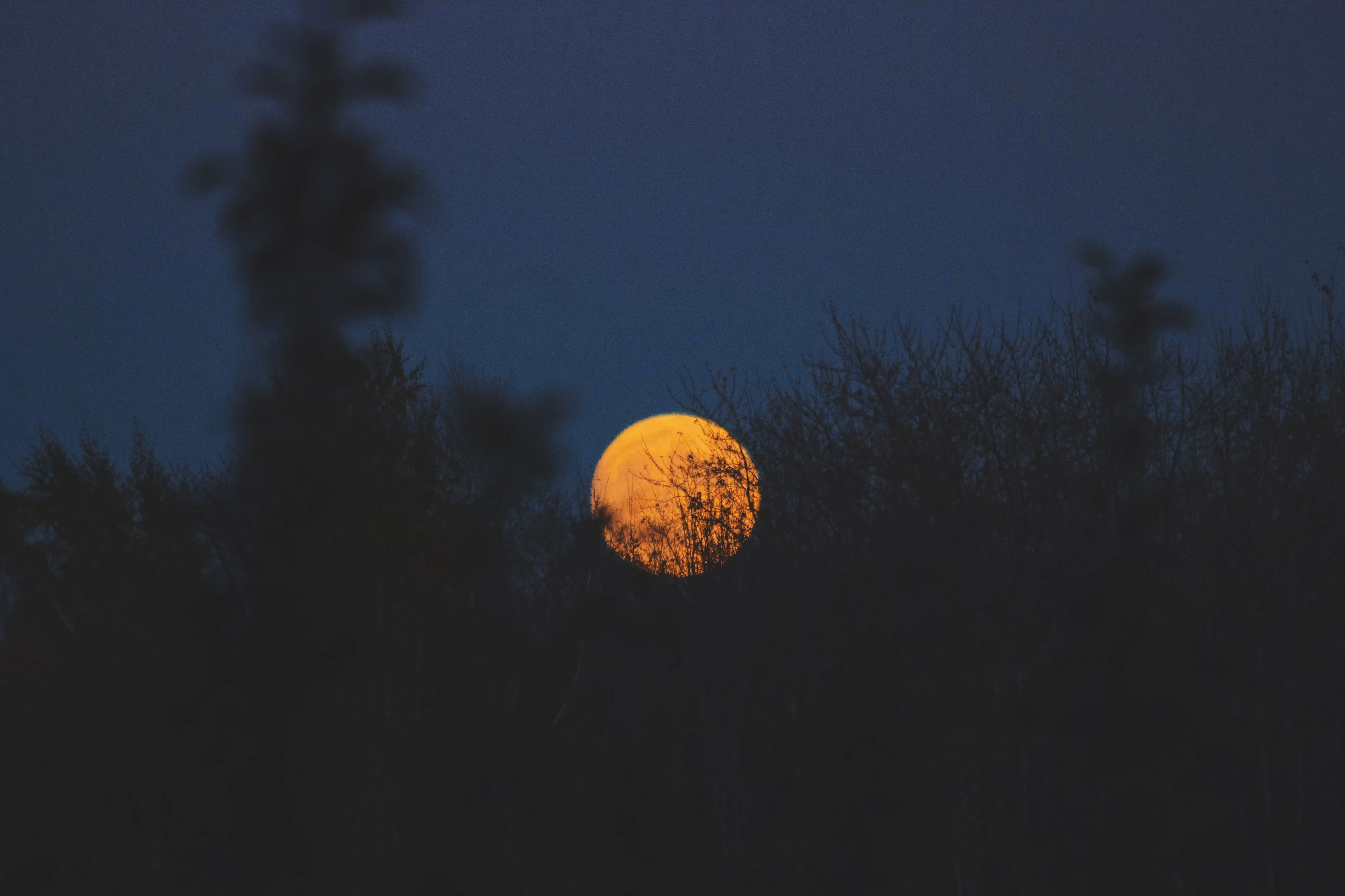 A full moon is seen through a forest of trees.