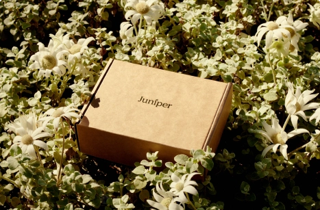 Juniper Box, die auf einer Blumenwiese gebettet ist, Abnehmen und Gewichtsverlust.