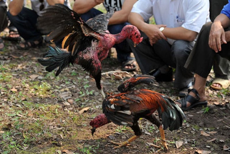 Các mánh khóe đá gà bịp thường được sử dụng hiện nay