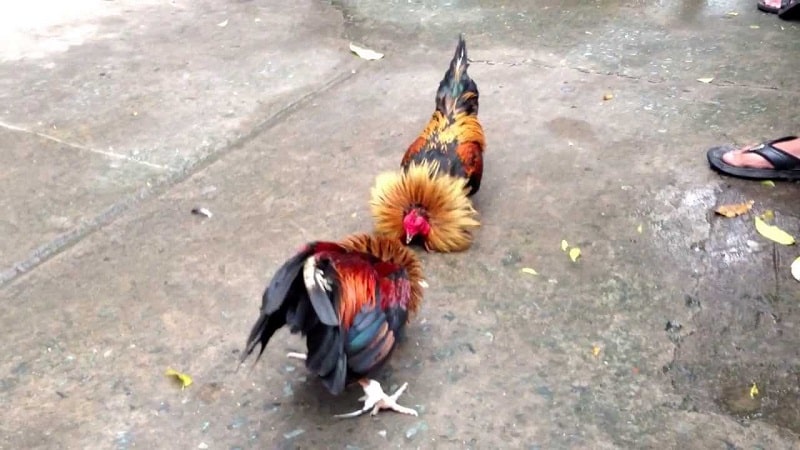 Sử dụng thuốc thúc gà là chiêu trò bịp phổ biến